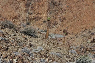 Pachypodium namaquanum, photographed by Tony Rebelo
