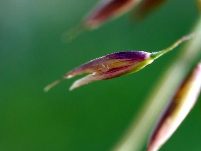 Calamagrostis varia, photographed by Wolfgang Jauch