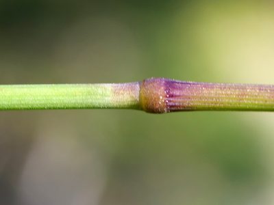 Calamagrostis varia, photographed by Wolfgang Jauch