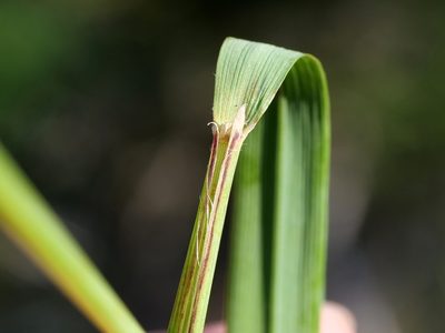 Calamagrostis varia, photographed by Wolfgang Jauch