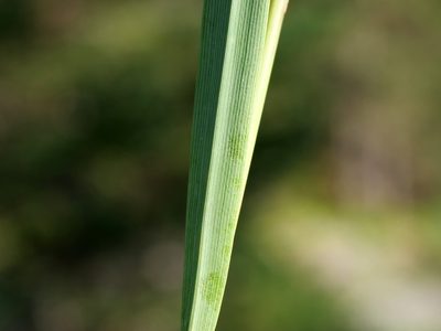 Calamagrostis varia, photographed by Wolfgang Jauch