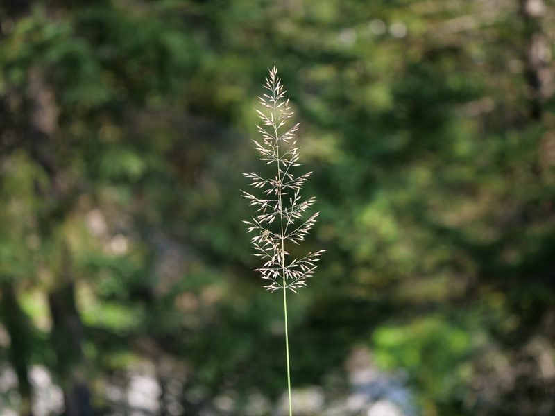 Calamagrostis varia, photographed by Wolfgang Jauch