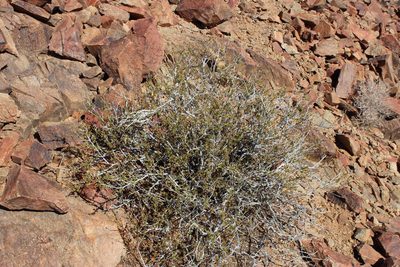 Hermannia stricta, photographed by Tony Rebelo