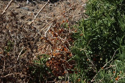 Solanum burchellii, photographed by Tony Rebelo