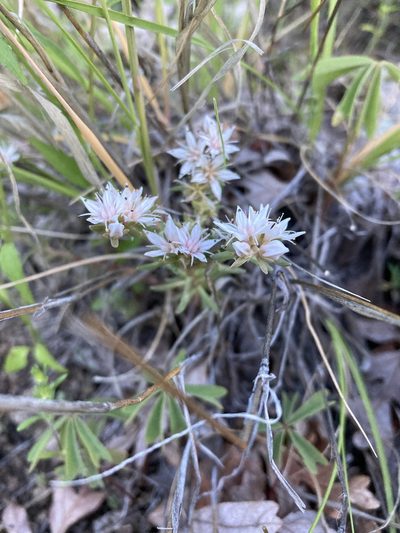 Sedum stelliforme, photographed by Cecelia Alexander