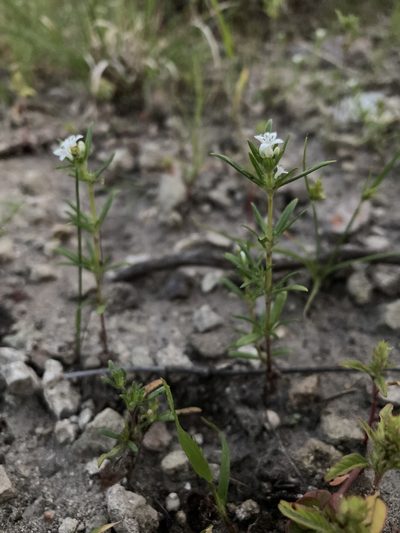 Crusea simplex, photographed by Cecelia Alexander