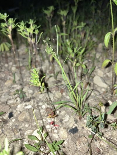 Muhlenbergia sinuosa, photographed by Cecelia Alexander