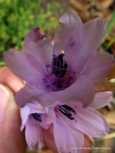 Dierama trichorhizum, photographed by Peter Warren