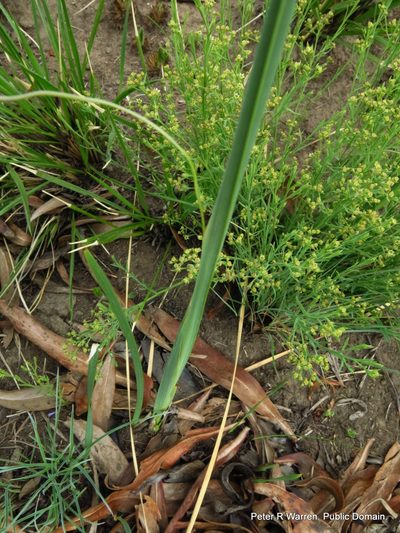 Dierama trichorhizum, photographed by Peter Warren