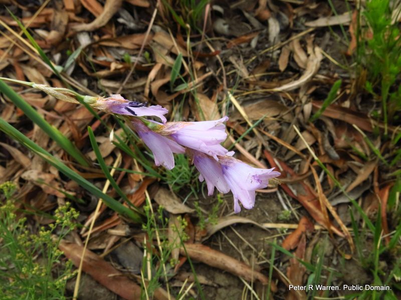 Dierama trichorhizum, photographed by Peter Warren