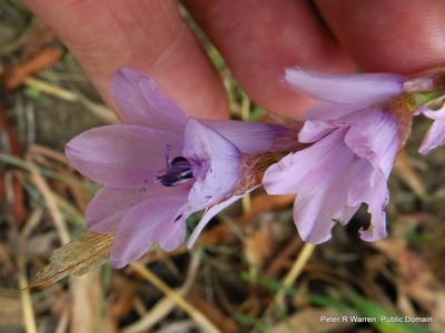 Dierama trichorhizum, photographed by Peter Warren