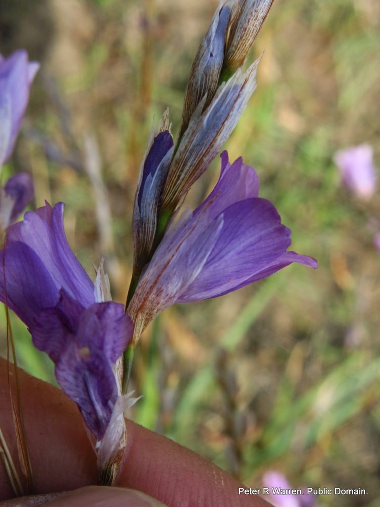 Dierama floriferum, photographed by Peter Warren