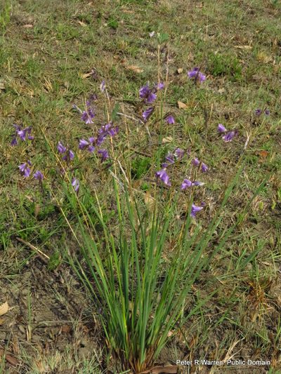 Dierama floriferum, photographed by Peter Warren