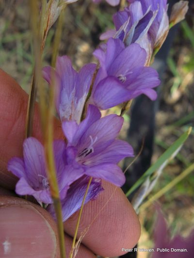 Dierama floriferum, photographed by Peter Warren