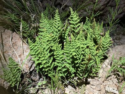 Myriopteris fendleri, photographed by Cecelia Alexander