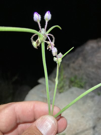 Tradescantia pinetorum, photographed by Cecelia Alexander