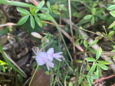 Lespedeza repens, photographed by lejones417