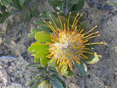 Leucospermum praecox, photographed by Christina