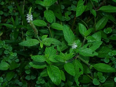Pogostemon auricularius, photographed by Jacy Chen