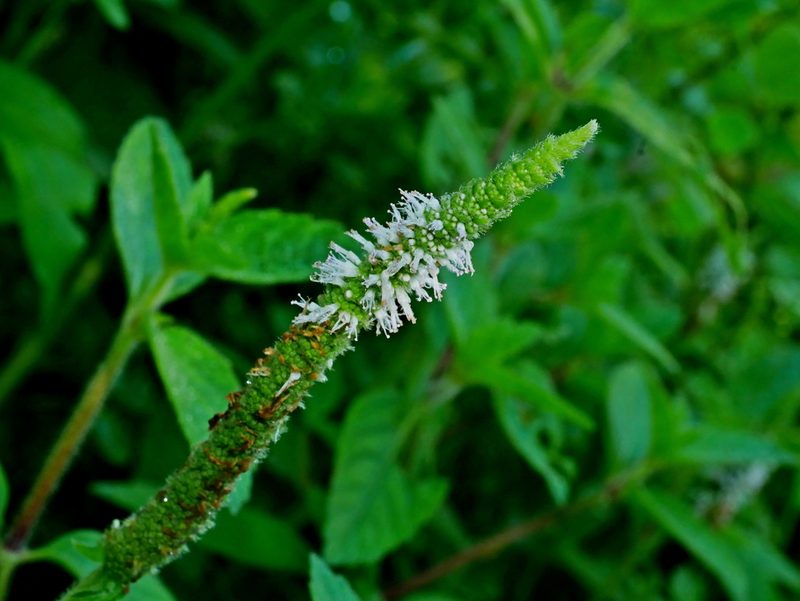 Pogostemon auricularius, photographed by Jacy Chen