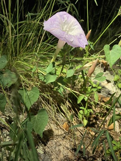 Ipomoea gilana, photographed by Cecelia Alexander