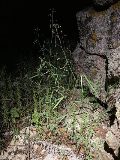 Desmodium rosei, photographed by Cecelia Alexander