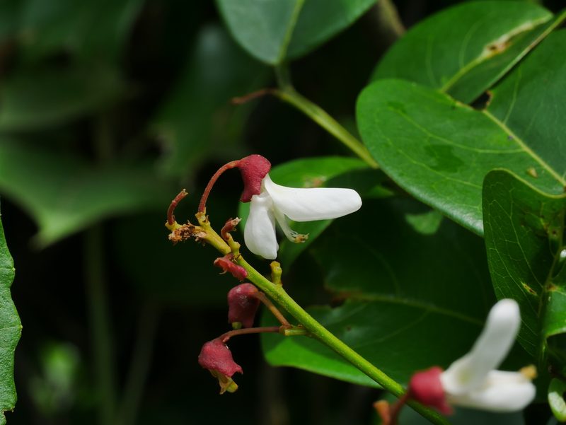 Derris laxiflora, photographed by Jacy Chen