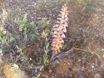 Lachenalia violacea, photographed by James Deacon