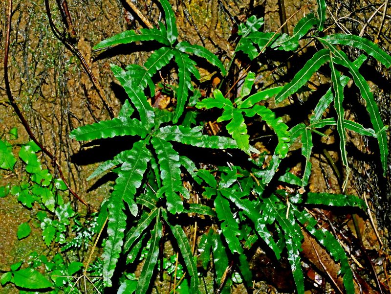 Pteris cadieri, photographed by Jacy Chen