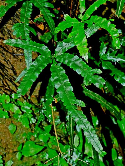 Pteris cadieri, photographed by Jacy Chen