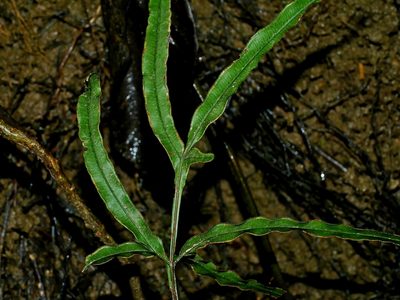 Pteris cadieri, photographed by Jacy Chen