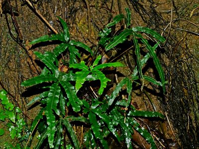 Pteris cadieri, photographed by Jacy Chen