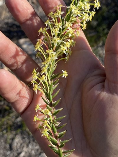 Struthiola rigida, photographed by Christina