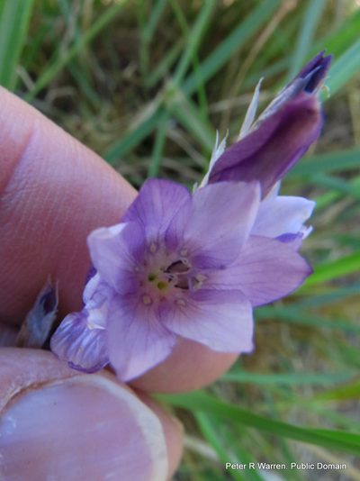 Dierama floriferum, photographed by Peter Warren