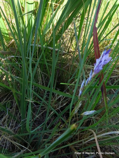 Dierama floriferum, photographed by Peter Warren