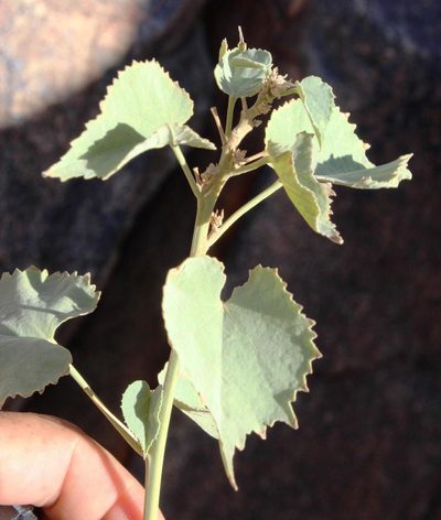 Abutilon pycnodon, photographed by Tony Rebelo