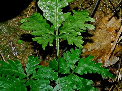 Pteris grevilleana, photographed by Jacy Chen