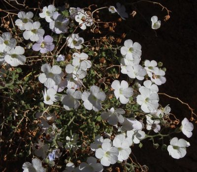 Jamesbrittenia ramosissima, photographed by Tony Rebelo
