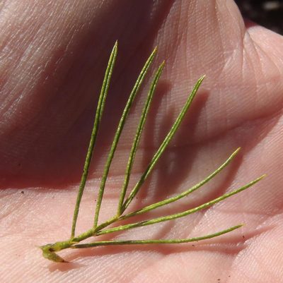 Psoralea kougaensis, photographed by Nicola van Berkel