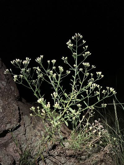 Baccharis thesioides, photographed by Cecelia Alexander