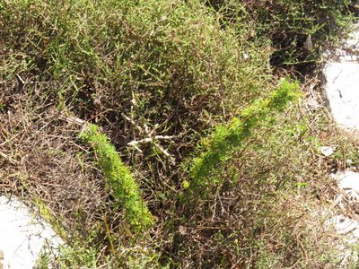 Asparagus stipulaceus, photographed by Jeremy Gilmore