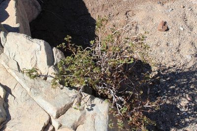 Commiphora capensis, photographed by Tony Rebelo