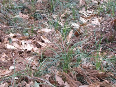 Ophiopogon japonicus, photographed by Jens-Christian Svenning