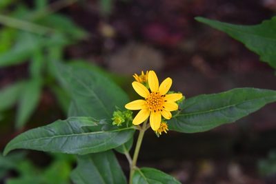 Perymenium ghiesbreghtii, photographed by Neptalí Ramírez Marcial