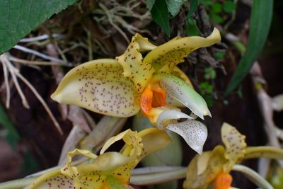Stanhopea graveolens, photographed by Neptalí Ramírez Marcial