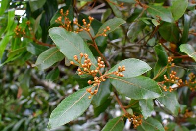 Phippsiomeles matudae, photographed by Neptalí Ramírez Marcial