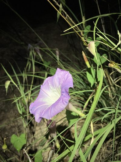 Ipomoea gilana, photographed by Cecelia Alexander