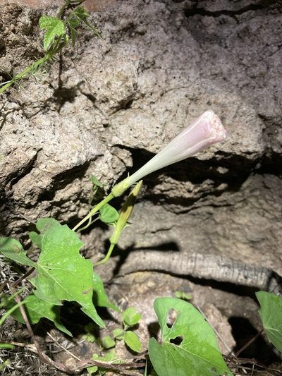 Ipomoea gilana, photographed by Cecelia Alexander