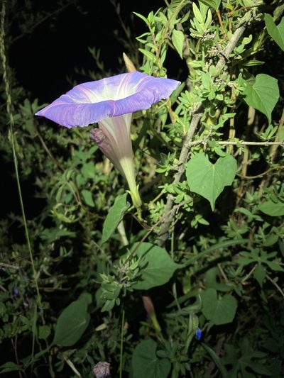 Ipomoea gilana, photographed by Cecelia Alexander