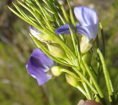 Psoralea laevigata, photographed by Nicola van Berkel